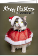 Merry Christmas Wife Cute Cat in Santa Costume Humor card