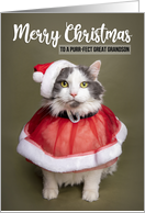 Merry Christmas Great Grandson Cute Cat in Santa Costume Humor card