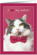 Happy Valentine’s Day Sister Cute Cat in Pink Bow Tie Humor card