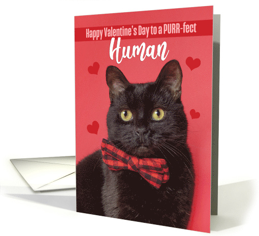 Happy Valentine's Day Human From the Cat Cute Cat in Bow... (1593474)
