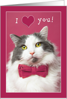 Happy Valentine’s Day Human For Anyone Cute Cat in Pink Bow Tie Humor card