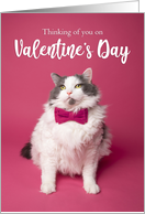 Happy Valentine’s Day Thinking of You Cute Cat in Pink Bow Tie Humor card
