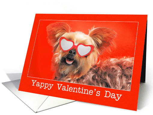 Happy Valentine's Day For Anyone Yorkie Dog in Sunglasses Humor card