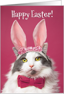 Happy Easter For Anyone Funny Cat in Bunny Ears and Bow Tie Humor card