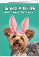 Happy Easter Granddaughter Cute Yorkie Dog in Bunny Eard Humor card