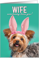 Happy Easter Wife Cute Yorkie Dog in Bunny Ears Humor card