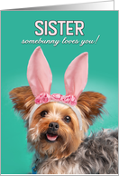 Happy Easter Sister Cute Yorkie Dog in Bunny Ears Humor card