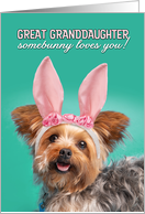 Happy Easter Great Granddaughter Cute Yorkie Dog in Bunny Ears Humor card