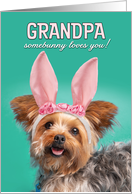Happy Easter Grandpa Cute Yorkie Dog in Bunny Ears Humor card