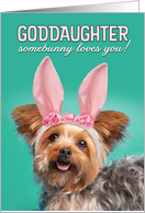 Happy Easter Goddaughter Cute Yorkie Dog in Bunny Ears Humor card