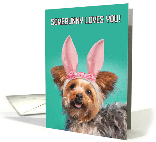 Happy Easter For Anyone Cute Yorkie Dog in Bunny Ears Humor card