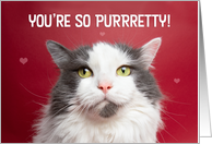 Happy Valentine’s Day PURRretty Cat Humor card
