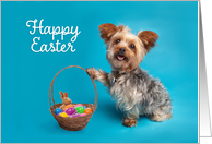 Happy Easter For Anyone Cute Yorkie Dog With Easter Basket card