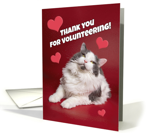 Thank You For Volunteering Animal Shelter Cute Cat Photograph card
