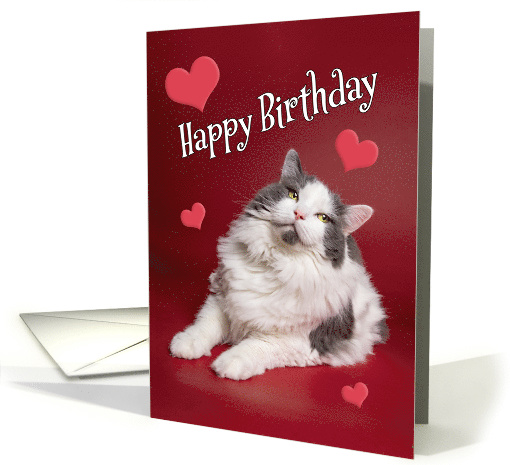 Happy Birthday For Anyone Cute Smiling Cat on Red card (1595344)