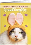 Happy Easter Granddaughter Cute Cat in Bunny Ears Humor card