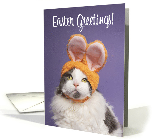 Happy Easter For Anyone Cute Cat in Bunny Ears Humor card (1600838)