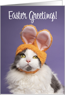 Happy Easter For Anyone Cute Cat in Bunny Ears Humor card