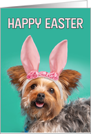 Happy Easter For Anyone Cute Yorkie in Bunny Ears card