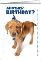 Happy Birthday For Anyone Cute Puppy in Party Hat card