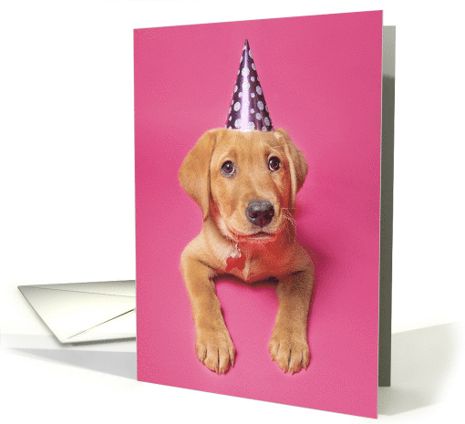 Happy Birthday Cute Puppy in Party Hat on Pink Humor card (1603264)