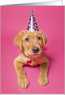 Happy Birthday Cute Puppy in Party Hat on Pink Humor card