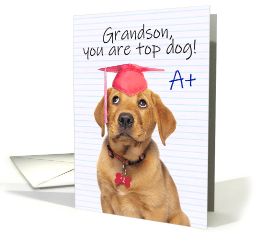 Congratulations Graduate Grandson Cute Puppy in Grad Hat Humor card