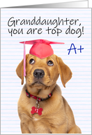 Congratulations Graduate Granddaughter Cute Puppy in Grad Hat Humor card