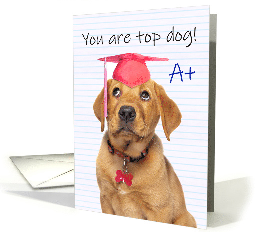 Congratulations Graduate For Anyone Cute Puppy in Grad Hat Humor card