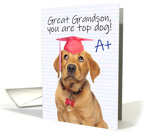 Congratulations Great Grandson Cute Grad Puppy in Grad Hat Humor card