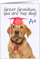 Congratulations Great Grandson Cute Grad Puppy in Grad Hat Humor card