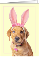 Happy Easter Adorable Labrador Puppy in Bunny Ears Humor card