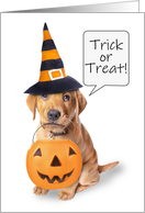 Happy Halloween For Anyone Cute Puppy Trick Or Treating Humor card