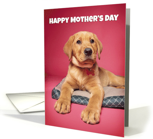 Happy Mother's Day Puppy Pick of the Litter Humor card (1604194)