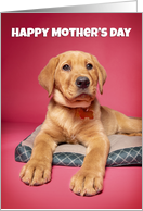 Happy Mother’s Day Puppy Pick of the Litter Humor card