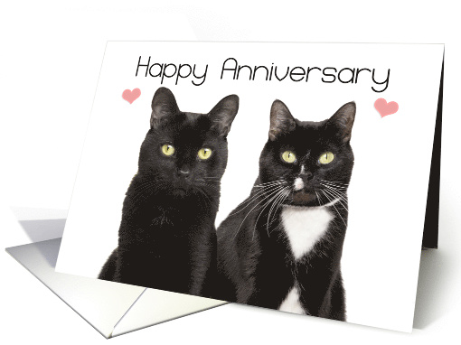 Happy Anniversary Purrfect Cat Couple Humor card (1625168)