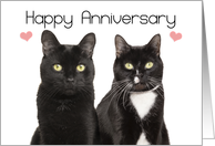 Happy Anniversary Purrfect Cat Couple Humor card