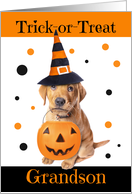 Happy Halloween Grandson Cute Puppy in Costume Humor card