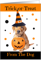 Happy Halloween From The Dog Cute Puppy in Costume Humor card