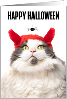 Happy Halloween Cat in Devil Horns Looking at Spider Humor card