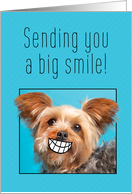 Thinking of You Big Smile Yorkie Coronavirus Pandemic Humor card