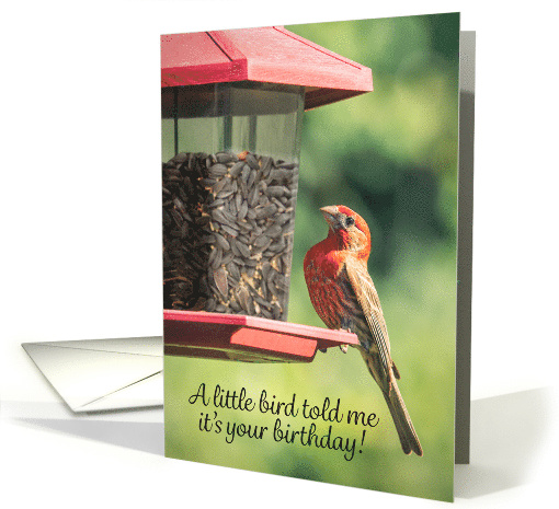 Happy Birthday Bird Poop Humor card (1637682)