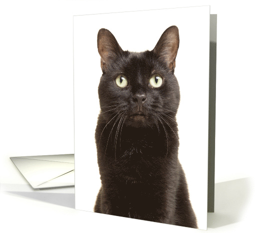 Happy Black Cat Appreciation Day card (1639144)