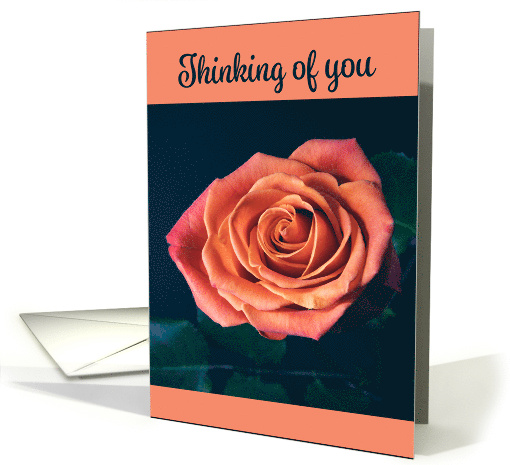 Thinking of You Peach Color Rose Photograph card (1641314)