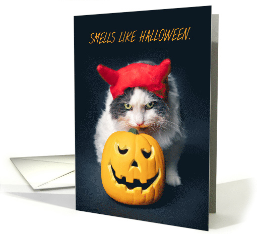 Happy Halloween Cat in Costume Sniffing Pumpkin Humor card (1641382)