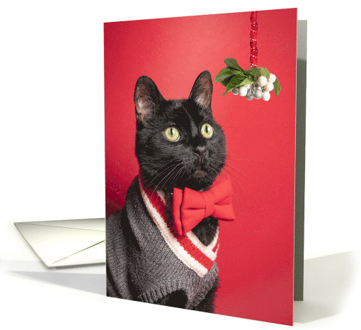 Merry Christmas Handsome Cat With Mistletoe Humor card (1641384)