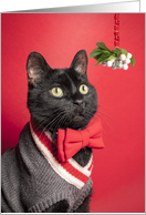 Merry Christmas Handsome Cat With Mistletoe Humor card