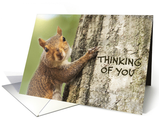 Thinking of You Cute Squirrel Climbing Tree Photograph card (1647220)