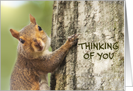 Thinking of You Cute Squirrel Climbing Tree Photograph card