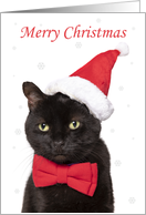 Merry Christmas Cute Cat in Santa Hat and Bow Tie Humor card